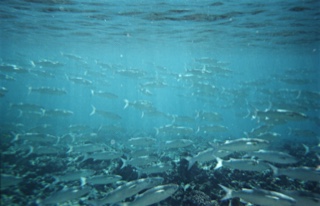 57a4c689926a6_IngosFische.jpg.8abf023b80