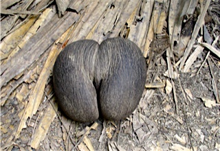 57b578fc0b90f_0367ValleedeMai-CocodeMer-