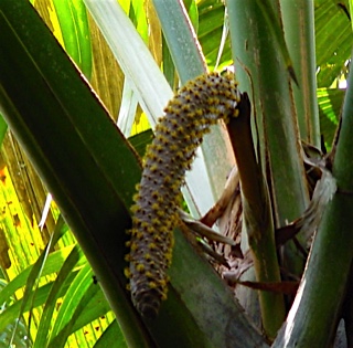 57b579130d894_0335ValleedeMai-CocodeMer-