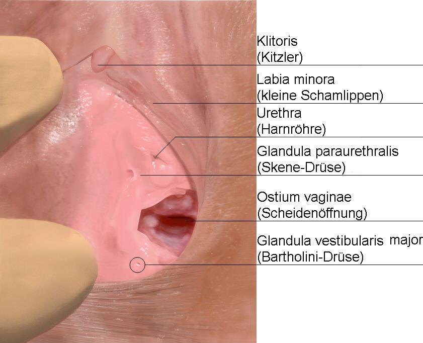 Weibliches_Genitale.jpg.37cf88e08d7c24250dc78b54c3919b6f.jpg