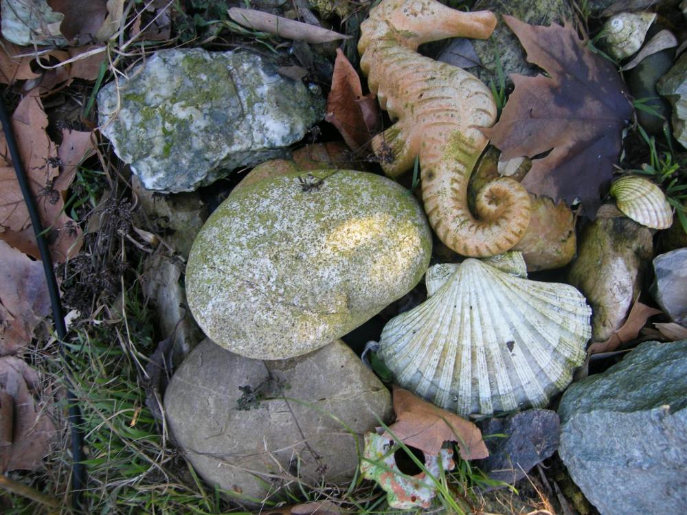 Seepferdchen und Fotzen ein Gastbeitrag vom Separe Magazin