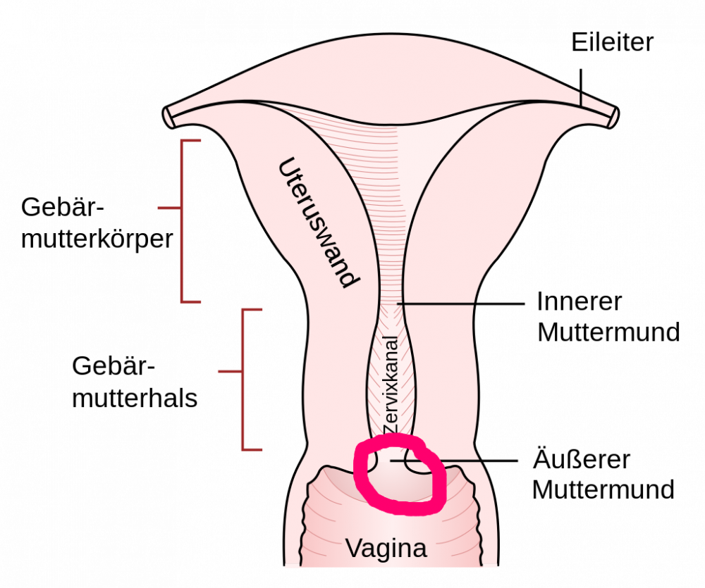 gebärmutter.png