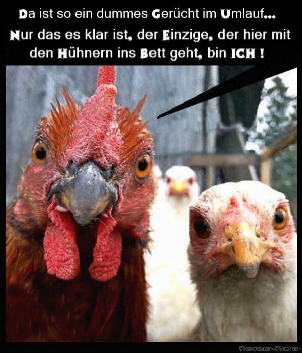 1897507801_Mit_den_Hhnern_ins_Bett.jpg.bd988610b27dd95ec20ee15b8a42abb8.jpg