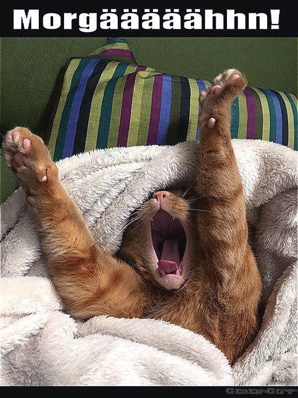 Juten_Morjen.jpg.8ba74dec9bb34d15c492fd60c0921764.jpg