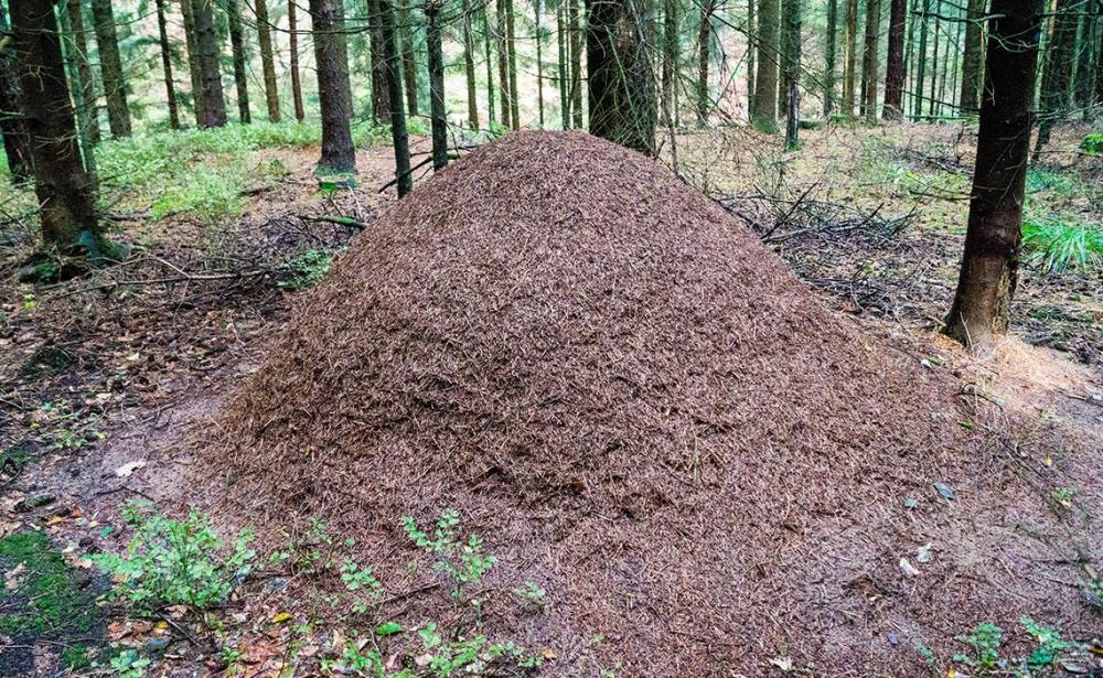 waldameise-ameisenhuegel-ameisenbau-ameisenhaufen-bafu-waldvielfalt-biodiversitaet-gettyimages-1184242969.jpg