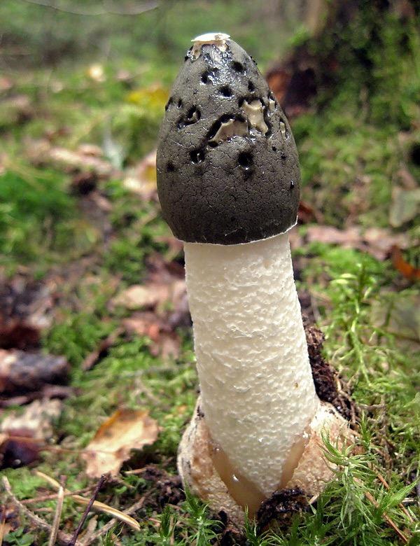 2010-09-26_Phallus_impudicus_crop.jpeg.c902b7ebb9ac5655e9d5d2e480fb6a3f.jpeg