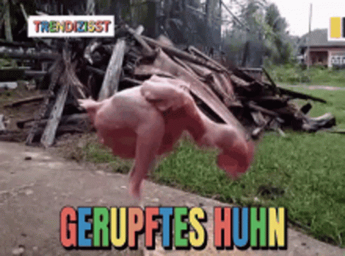 GerupftesHuhnNoHairGIF.gif.ecdbd52286f90b8a9e5ad5cb3ec0772b.gif