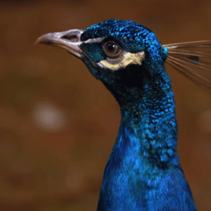 Pfau.gif.8b6a81c90e47c34dd8a3a8494f1d49ae.gif