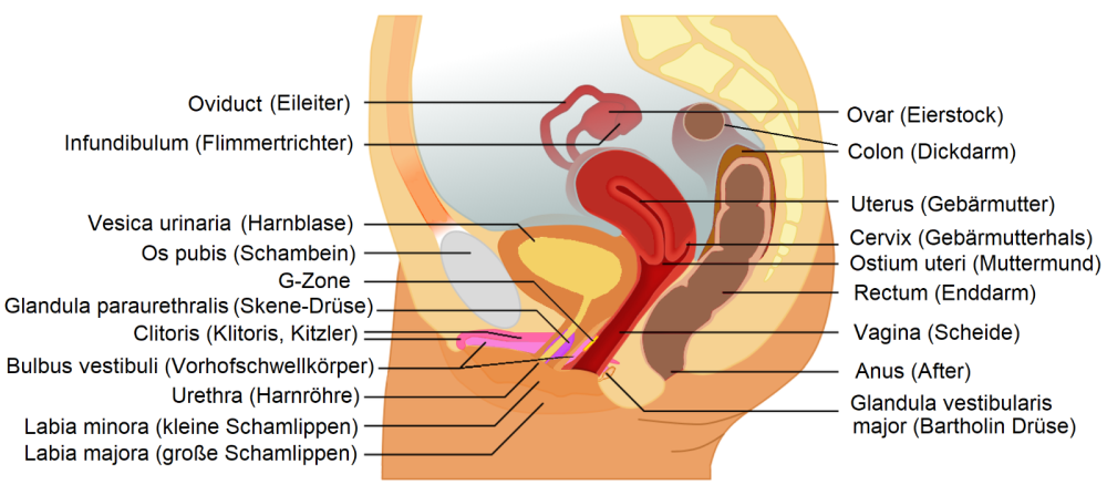 Weibliche_Becken-_und_Genitalorgane.thumb.png.0b6d7cb7f3754c839b31fbcd65c26dd7.png