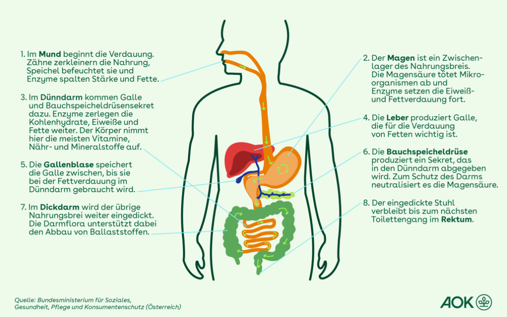 grafik-verdauung.thumb.png.ce7eac7a970d804fe97e41aedbb242cc.png