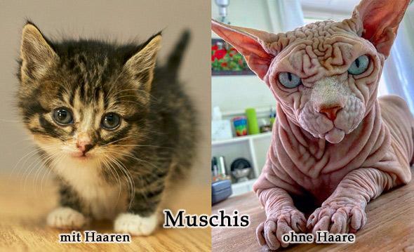muschi-haarig-haarlos-meme.jpg.11e1d4bd789029ac1dc5f94532493dd5.jpg